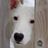 Pound Dog Rescue