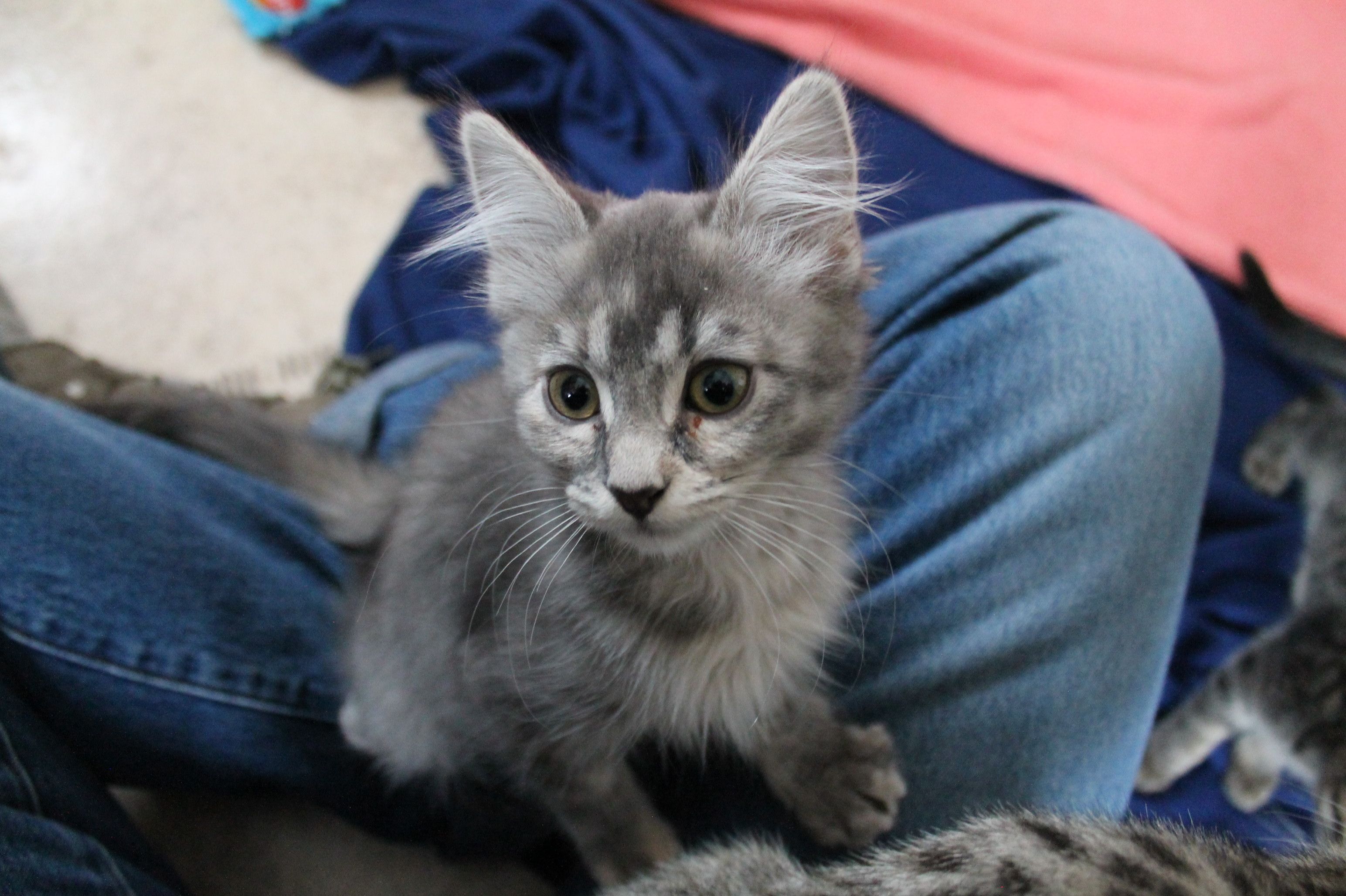 MCPAWS Regional Animal Shelter