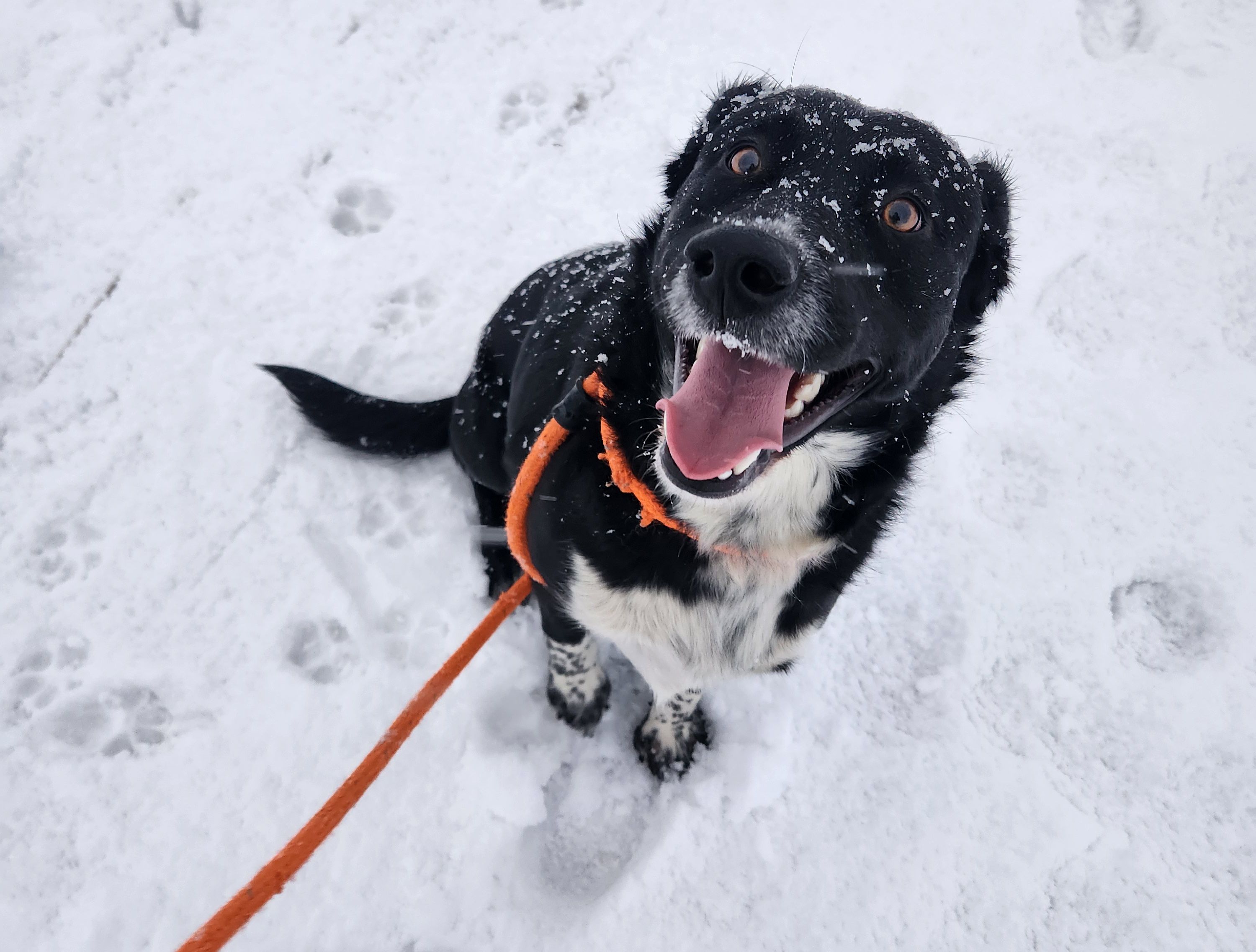 MCPAWS Regional Animal Shelter