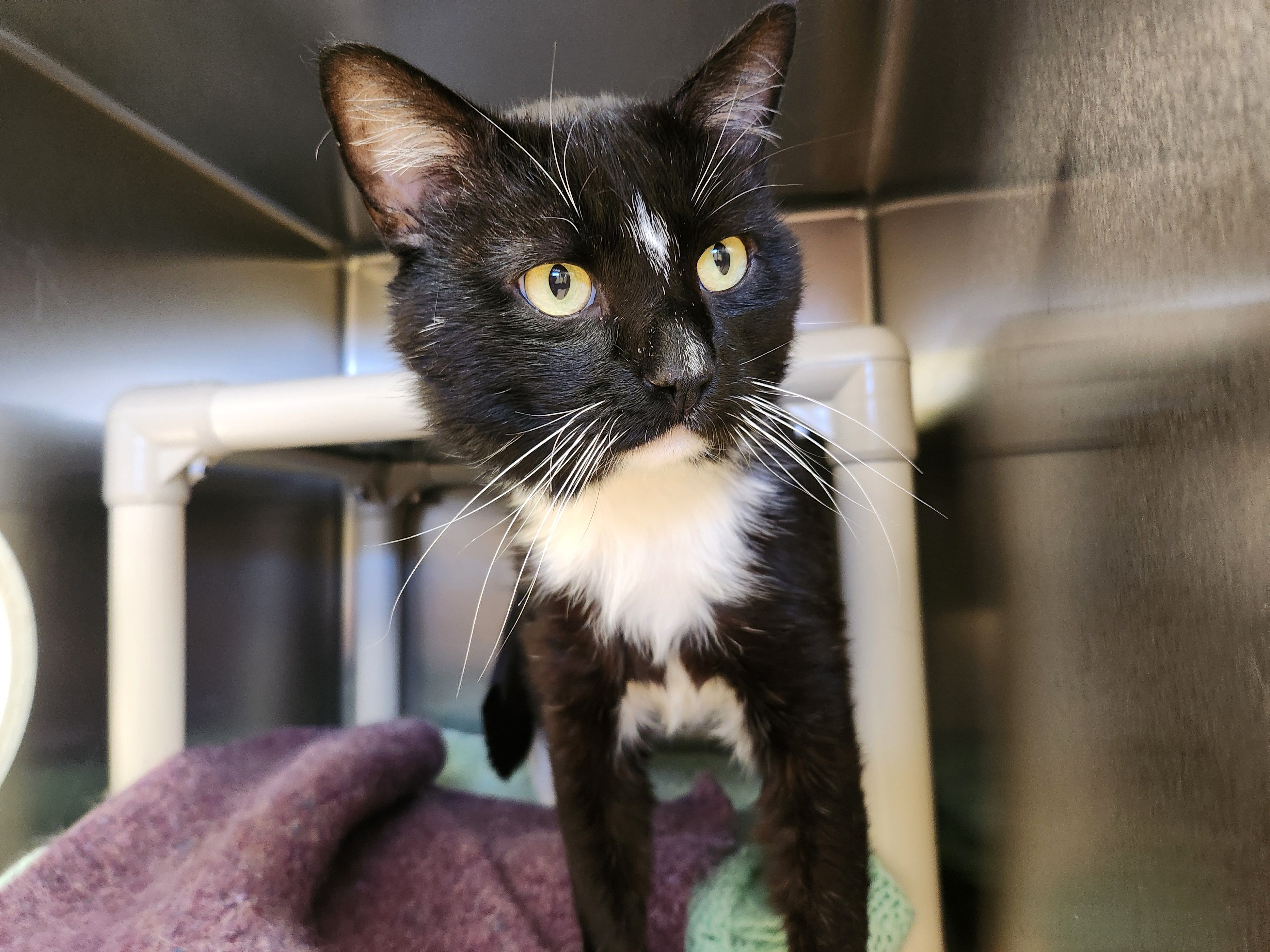 MCPAWS Regional Animal Shelter