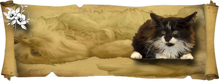 Fisher Valley Felines Inc