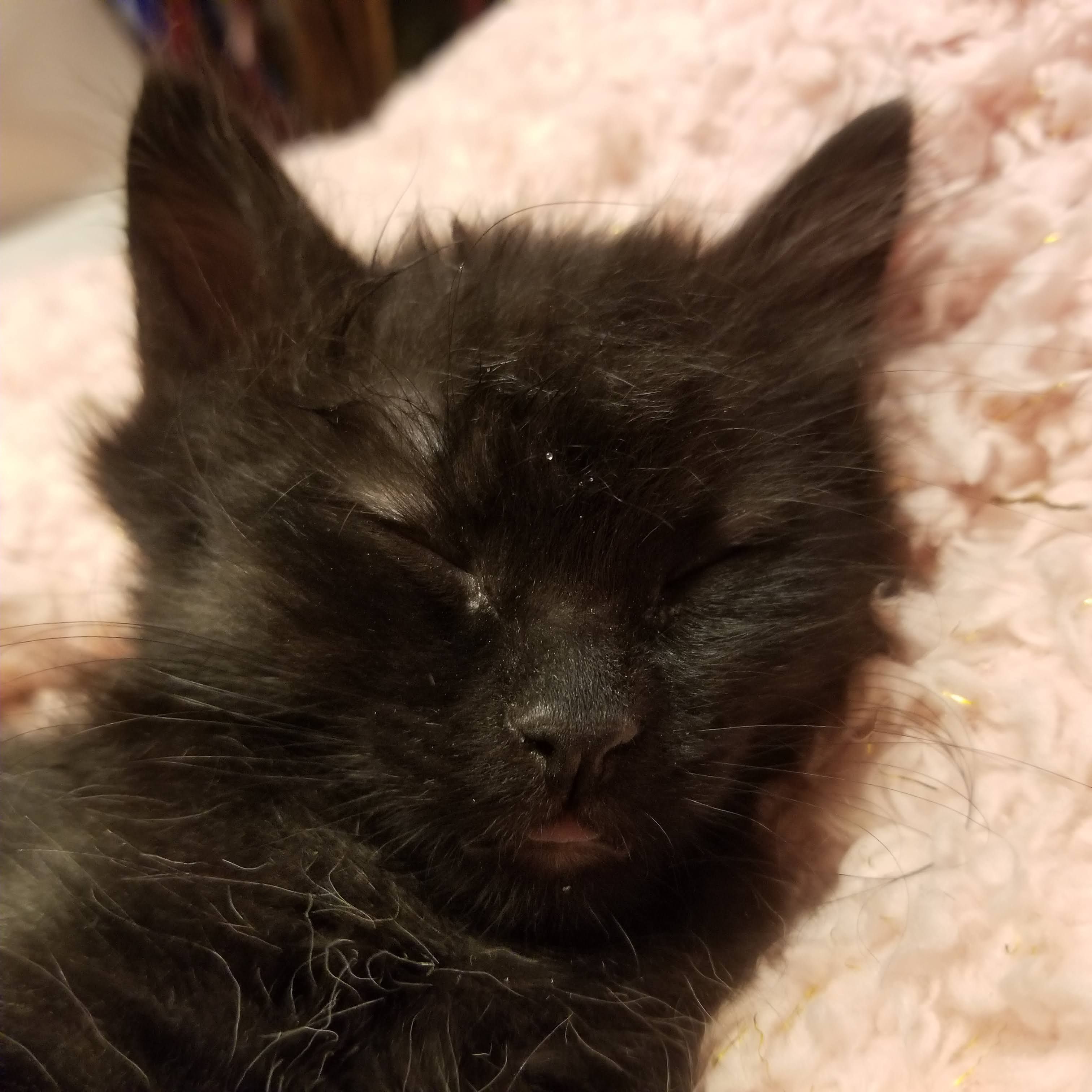 Audrey's League for Wayward Animals Yearning for Safety