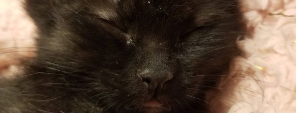 Audrey's League for Wayward Animals Yearning for Safety