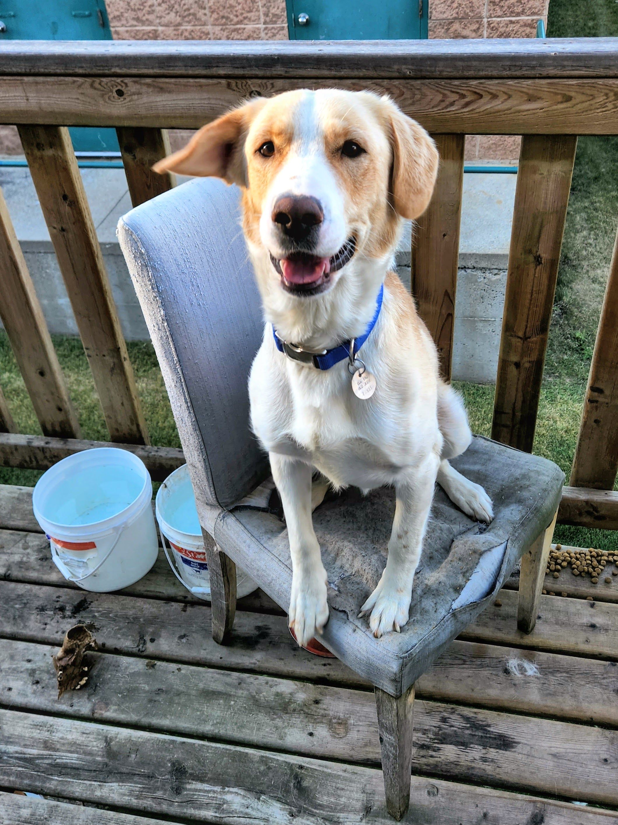 Audrey's League for Wayward Animals Yearning for Safety