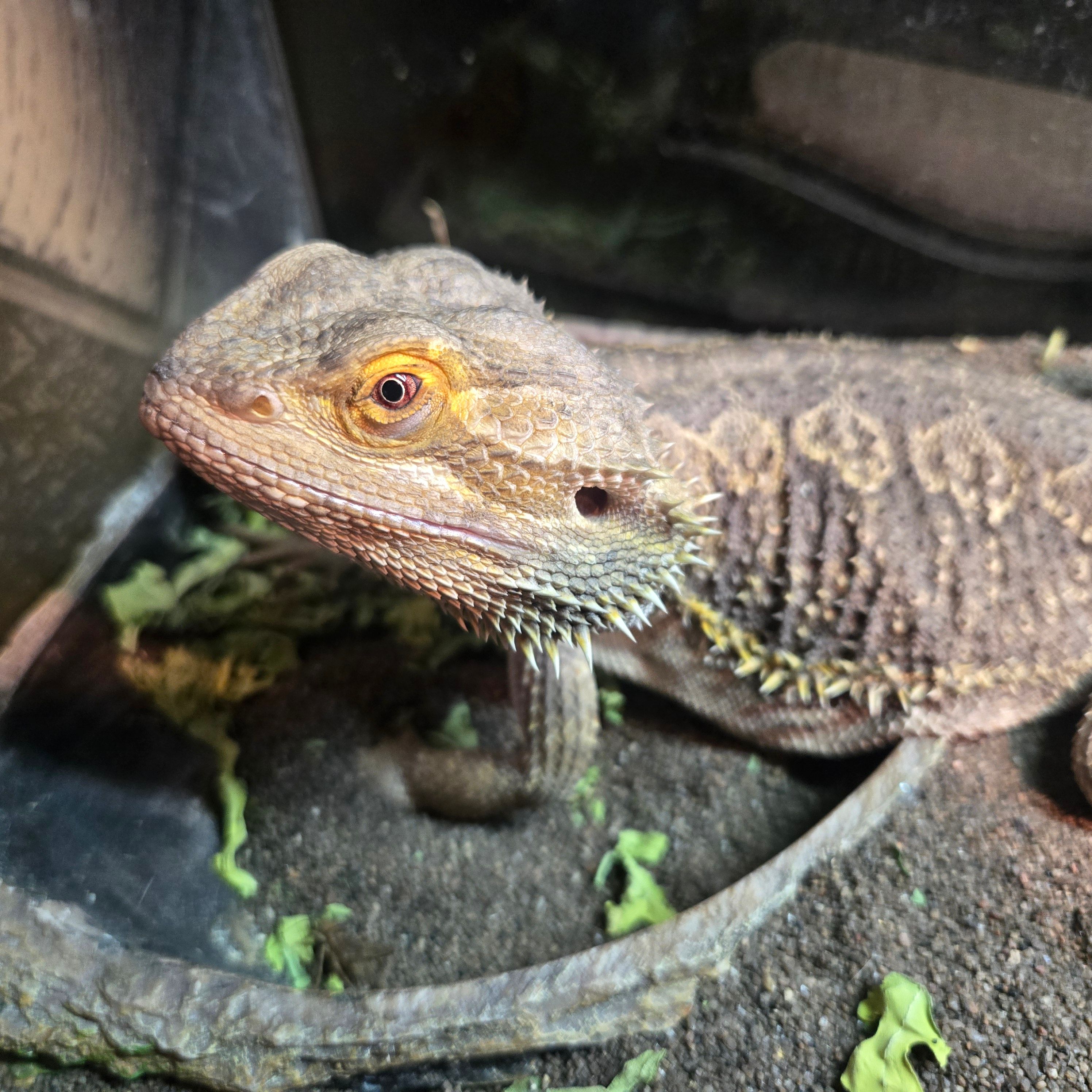 Audrey's League for Wayward Animals Yearning for Safety