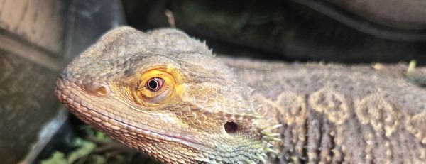 Audrey's League for Wayward Animals Yearning for Safety