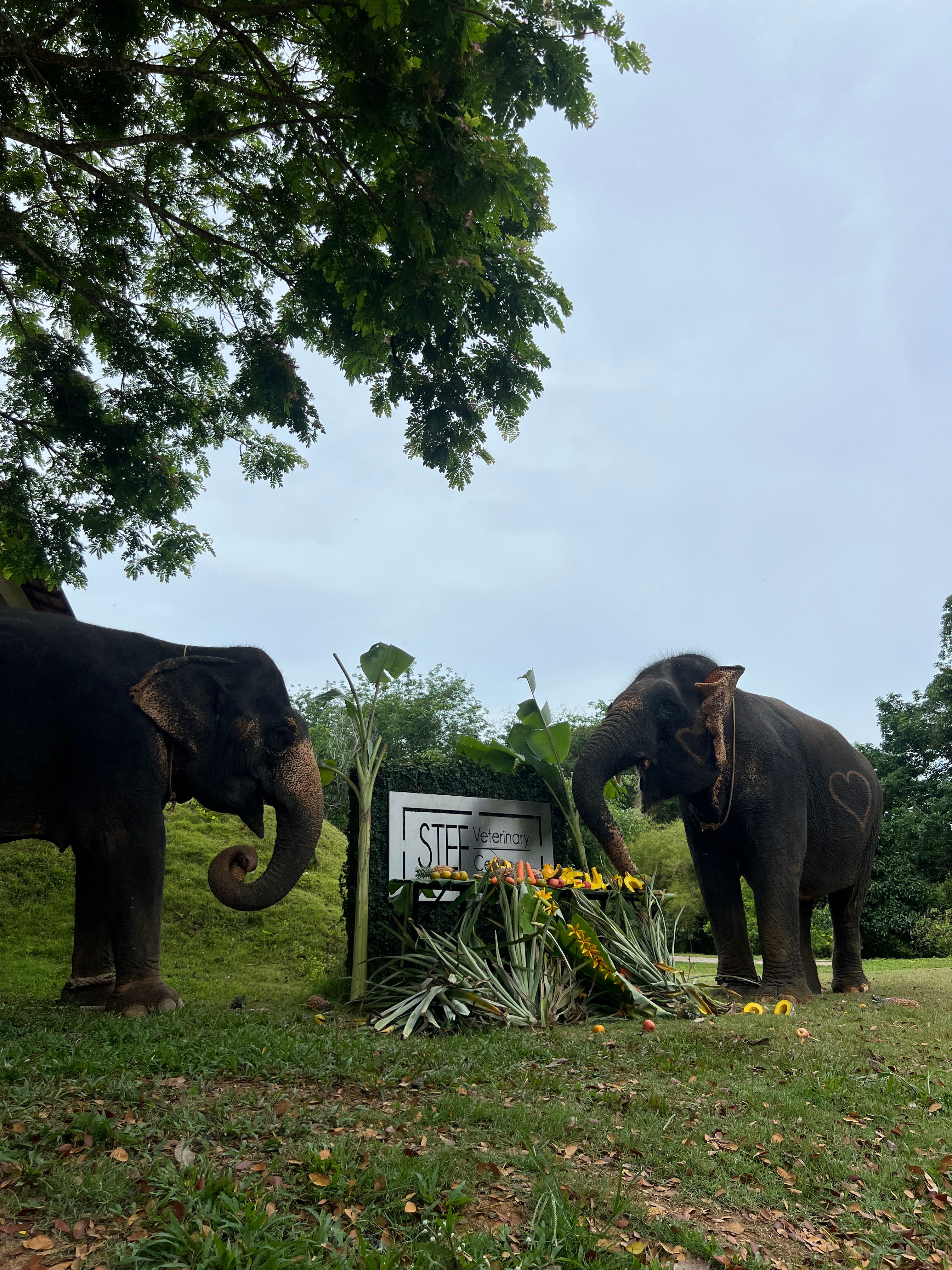 Southern Thailand Elephant Foundation