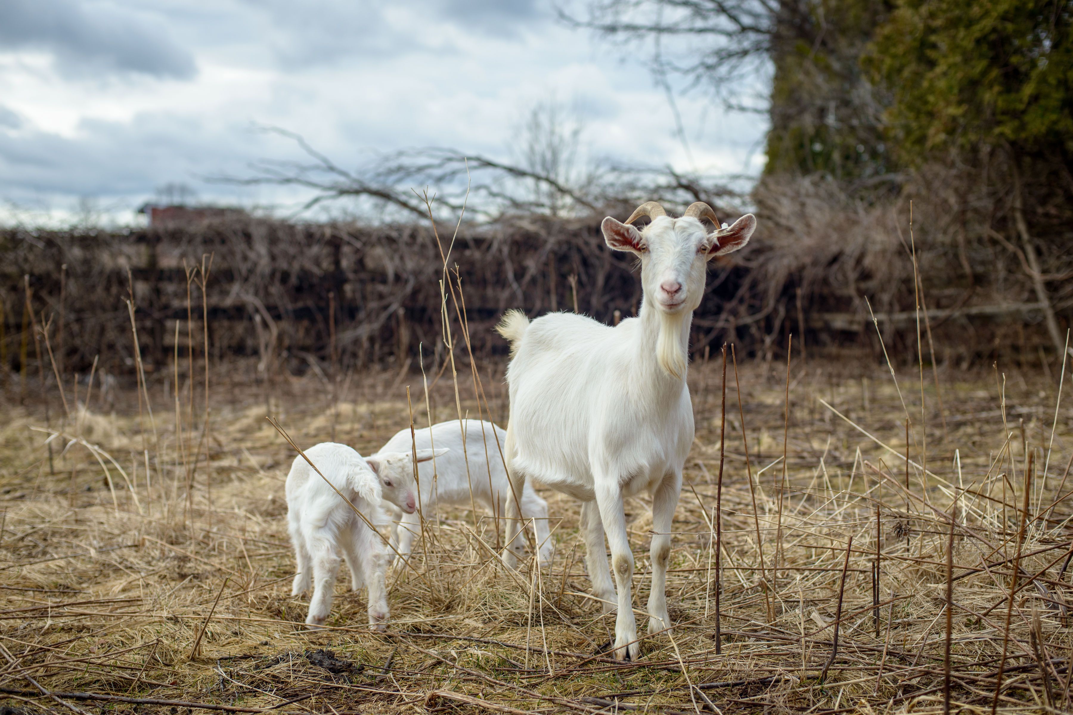City Goat Farm, Inc.