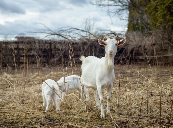 City Goat Farm, Inc.