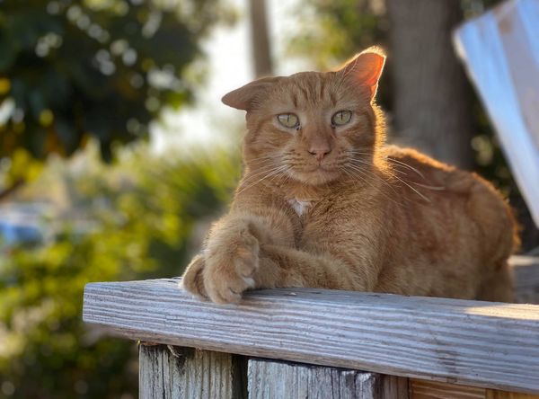 Community Cats of Bonita Springs FL Inc.
