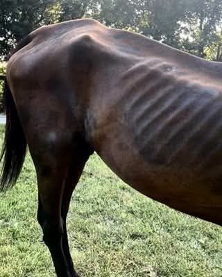 Safe Harbor Equine and Livestock Sanctuary