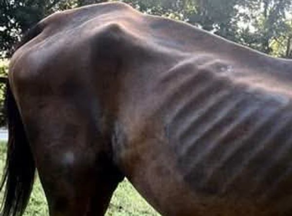 Safe Harbor Equine and Livestock Sanctuary