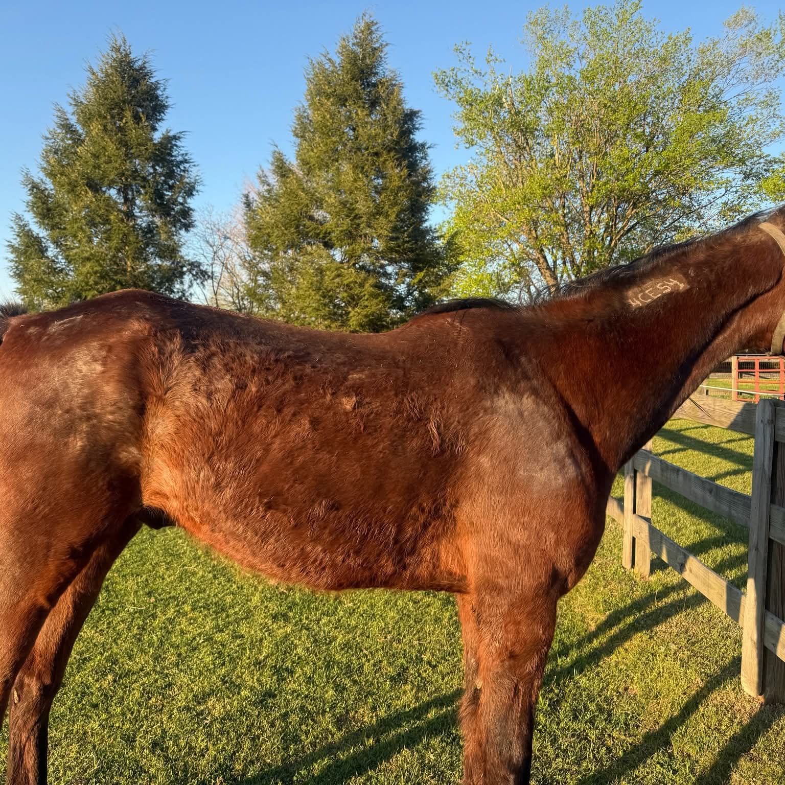 Safe Harbor Equine and Livestock Sanctuary