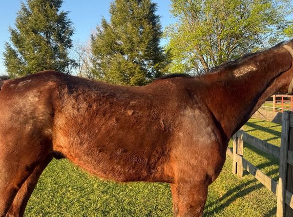 Safe Harbor Equine and Livestock Sanctuary