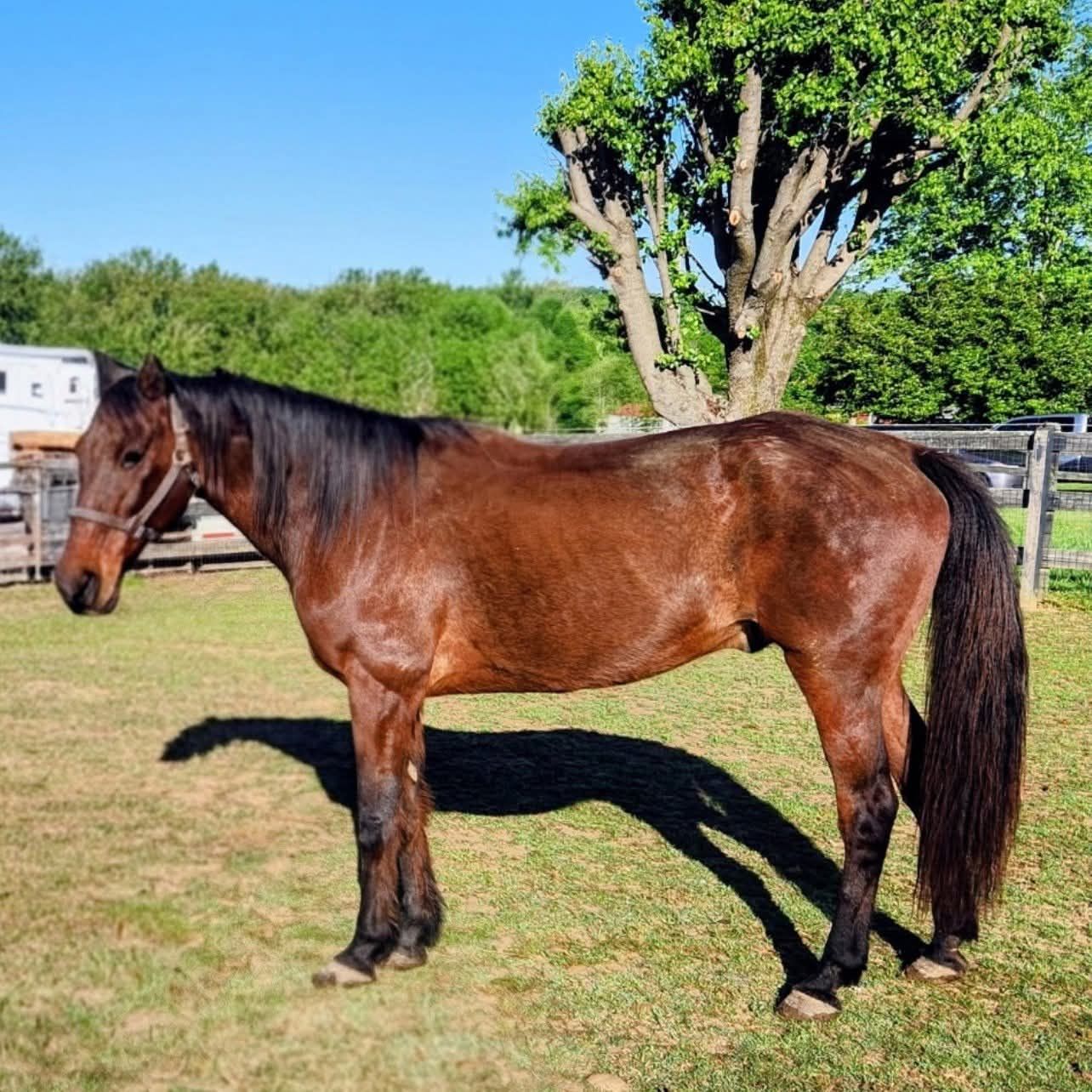Safe Harbor Equine and Livestock Sanctuary