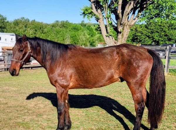 Safe Harbor Equine and Livestock Sanctuary