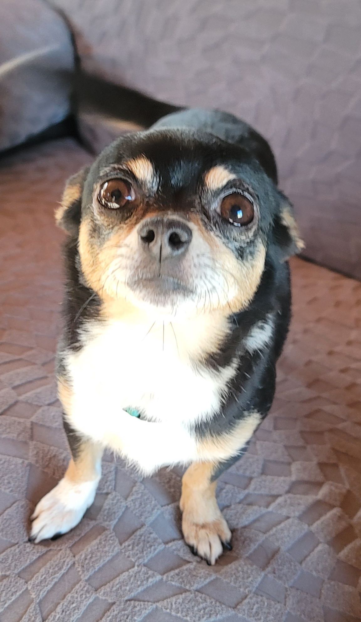 Rescue For Life Dog Rescue Inc