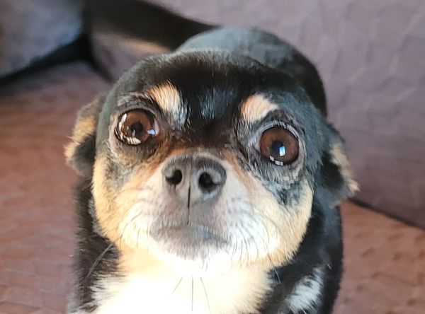 Rescue For Life Dog Rescue Inc