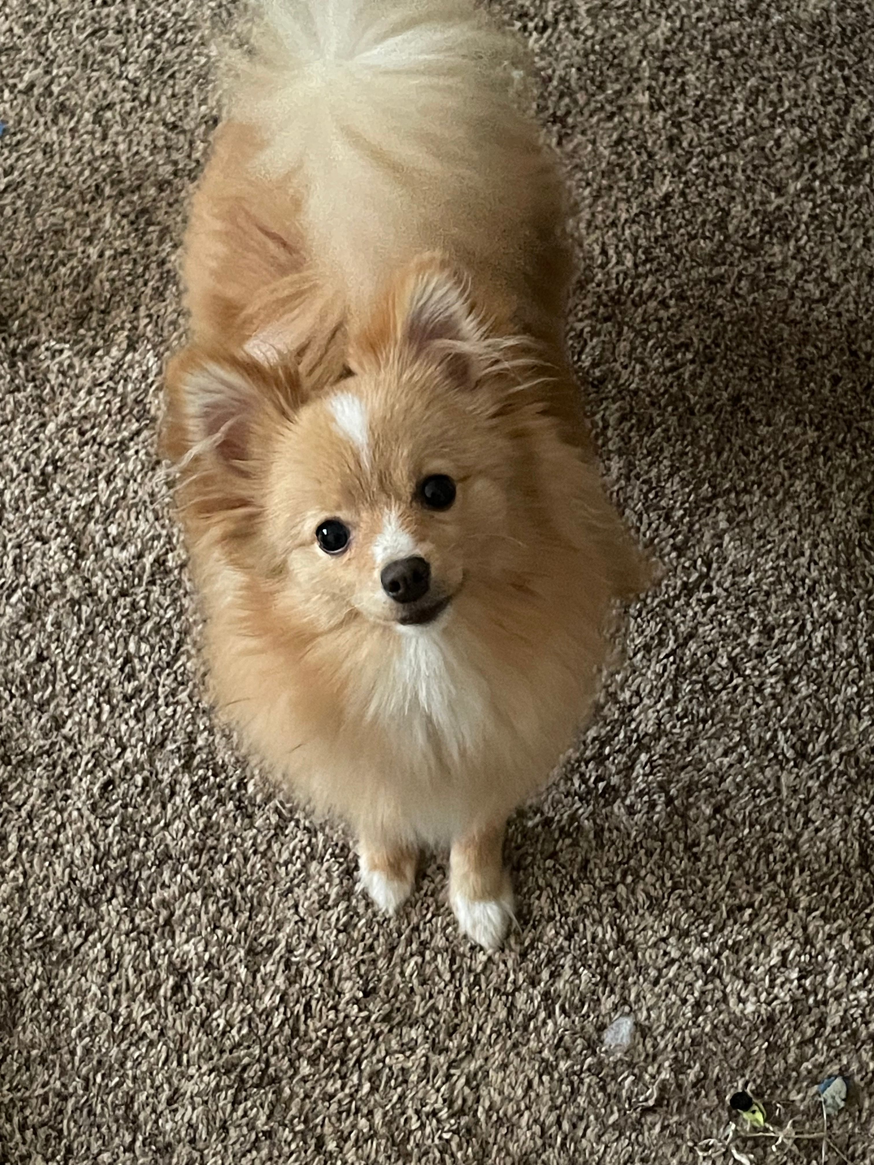 Maw & Paws Ark Inc