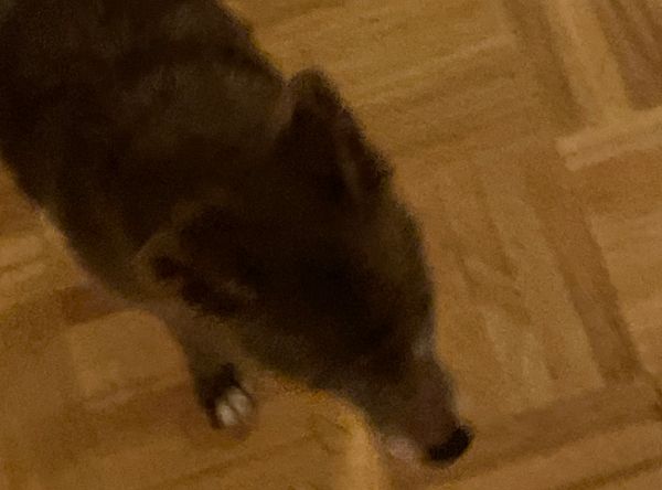 Maw & Paws Ark Inc