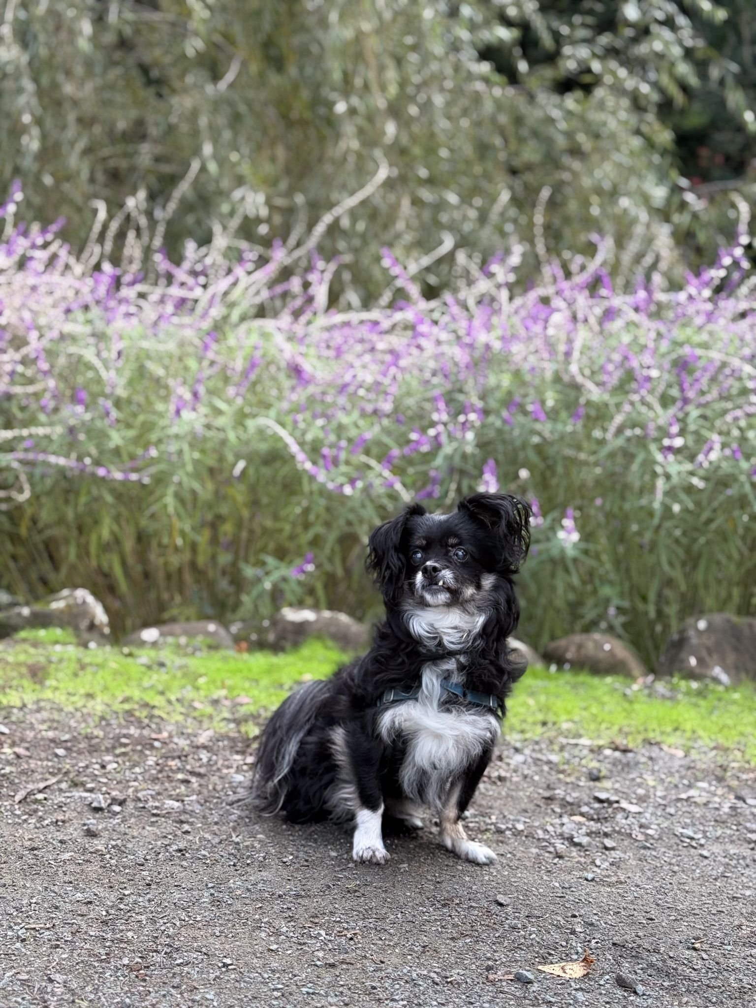 Azaya Ranch Sanctuary