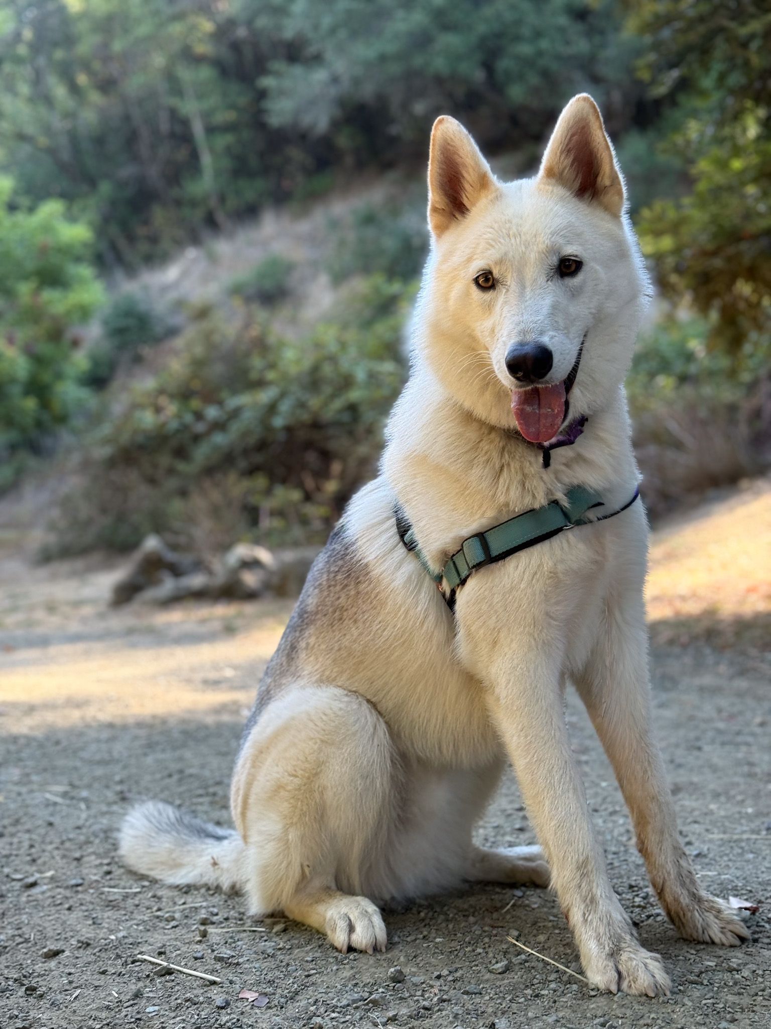 Azaya Ranch Sanctuary