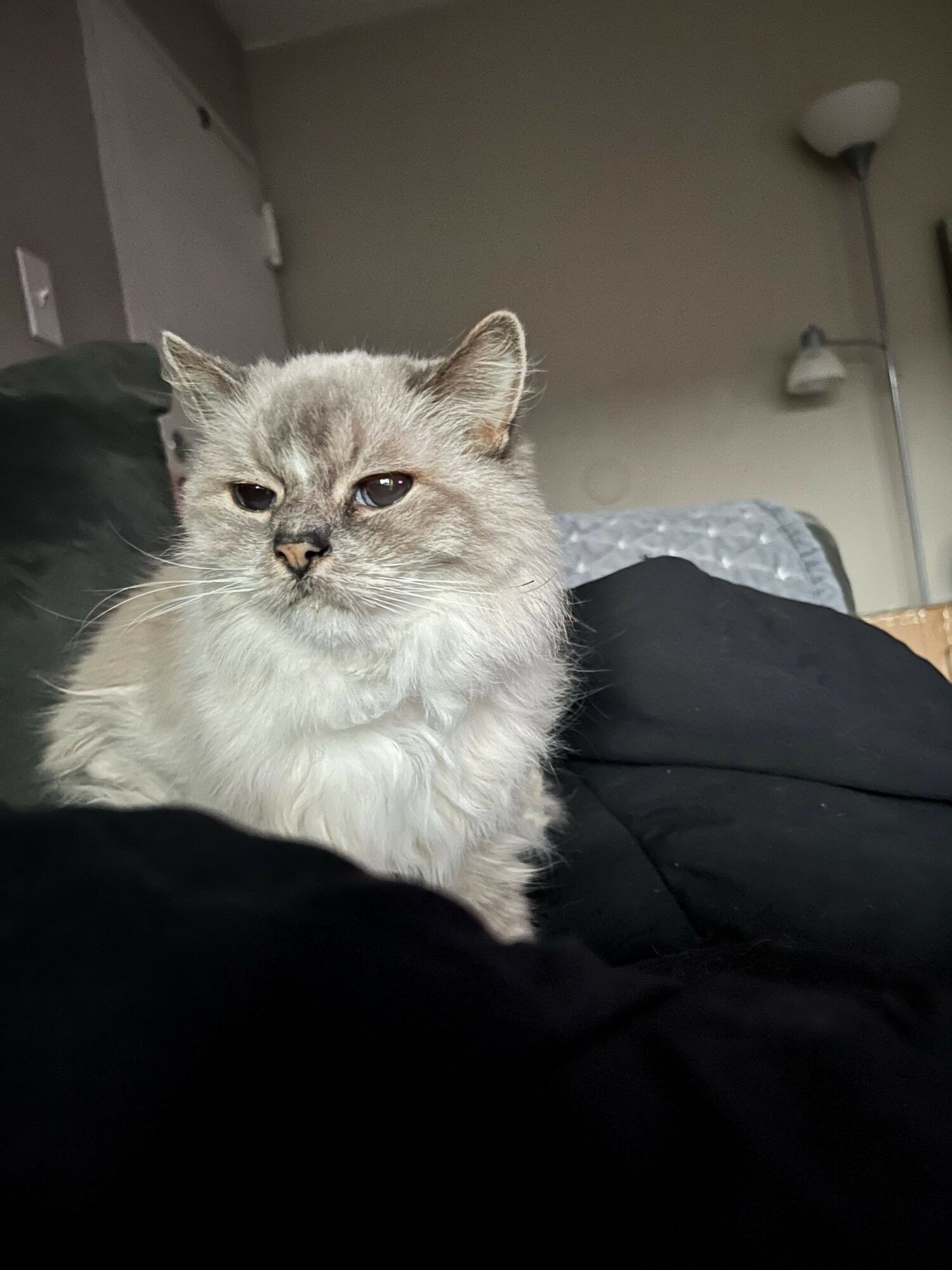 Guardian Angels For Soldier's Pet