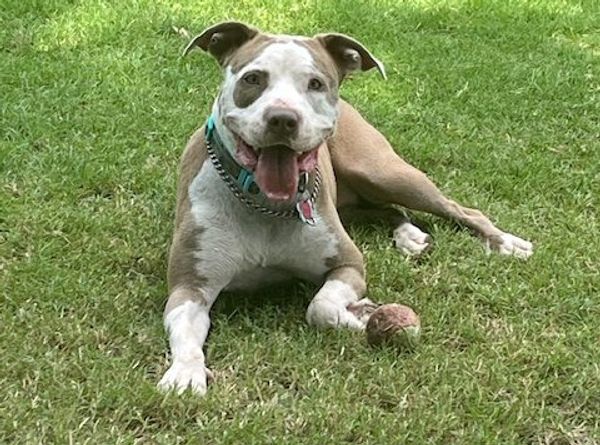 Guardian Angels For Soldier's Pet