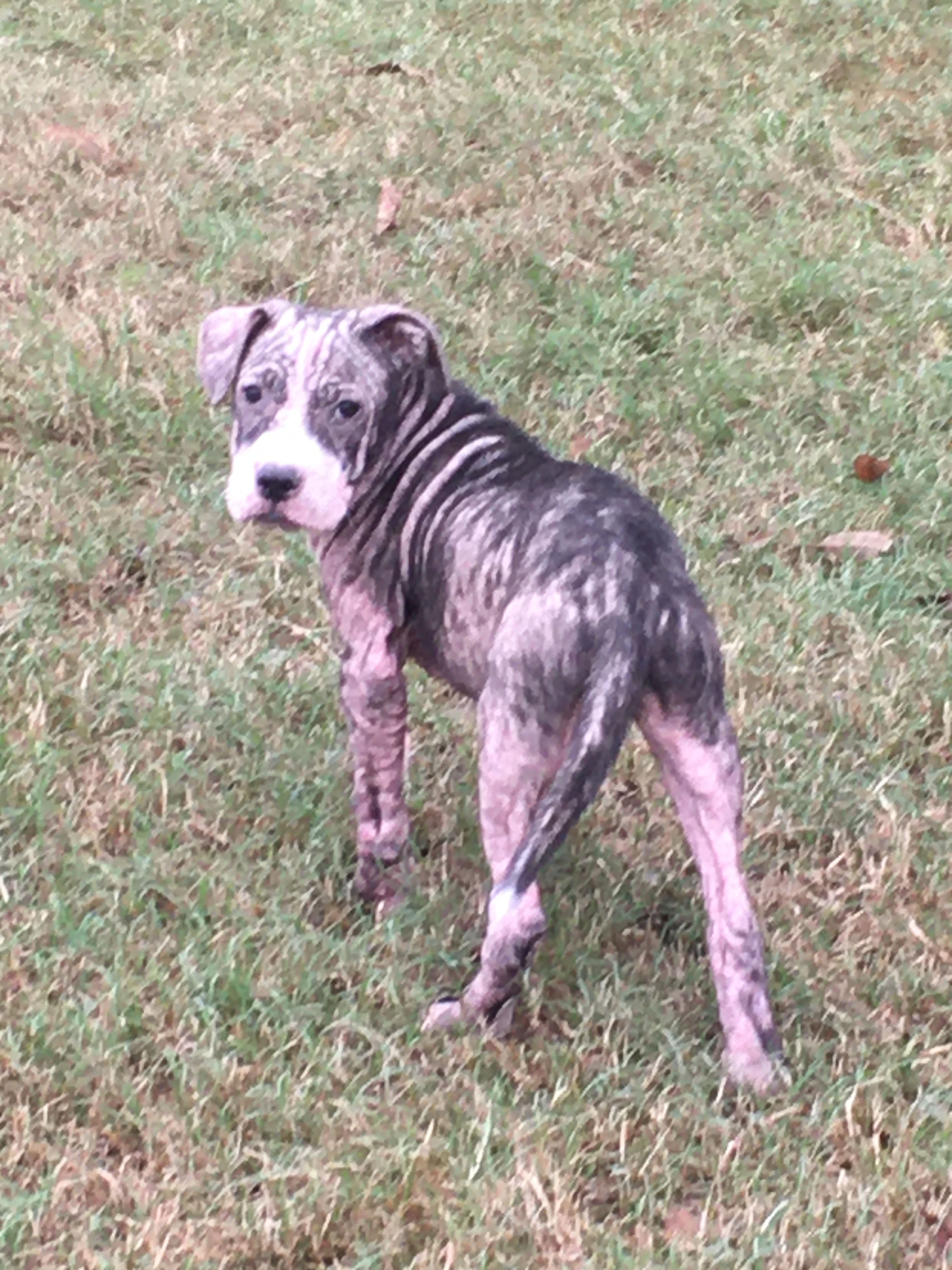 Living the Life Animal Rescue Inc