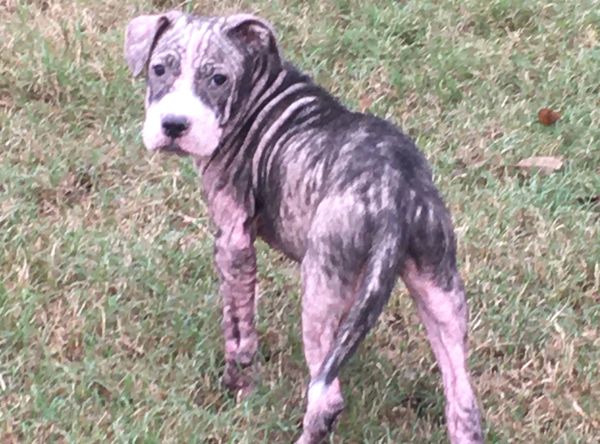 Living the Life Animal Rescue Inc