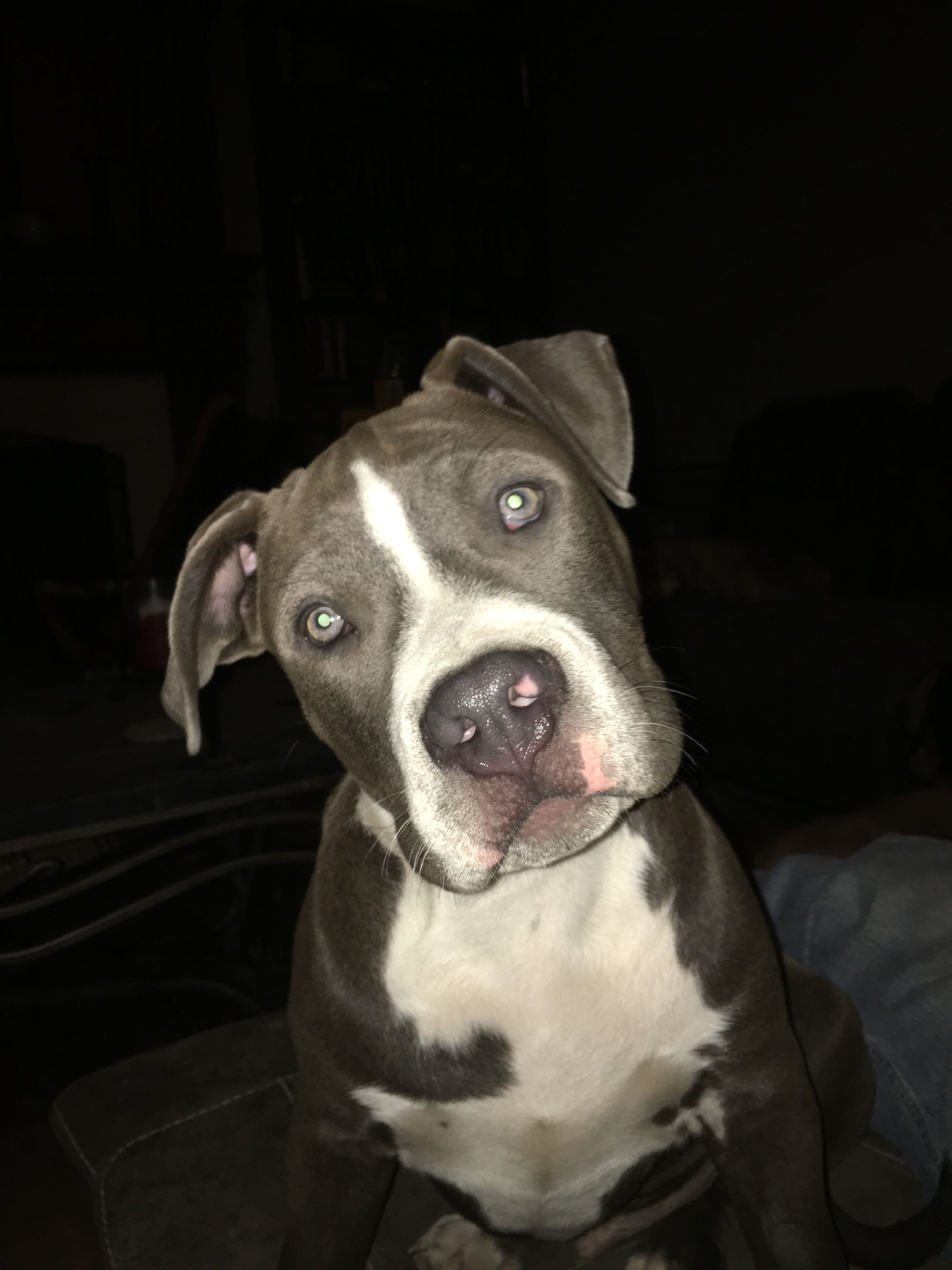 Living the Life Animal Rescue Inc