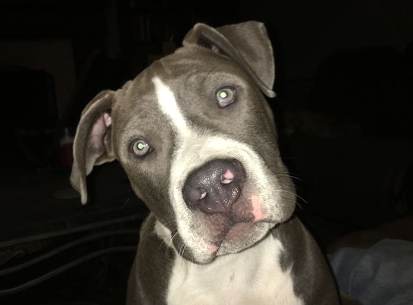 Living the Life Animal Rescue Inc