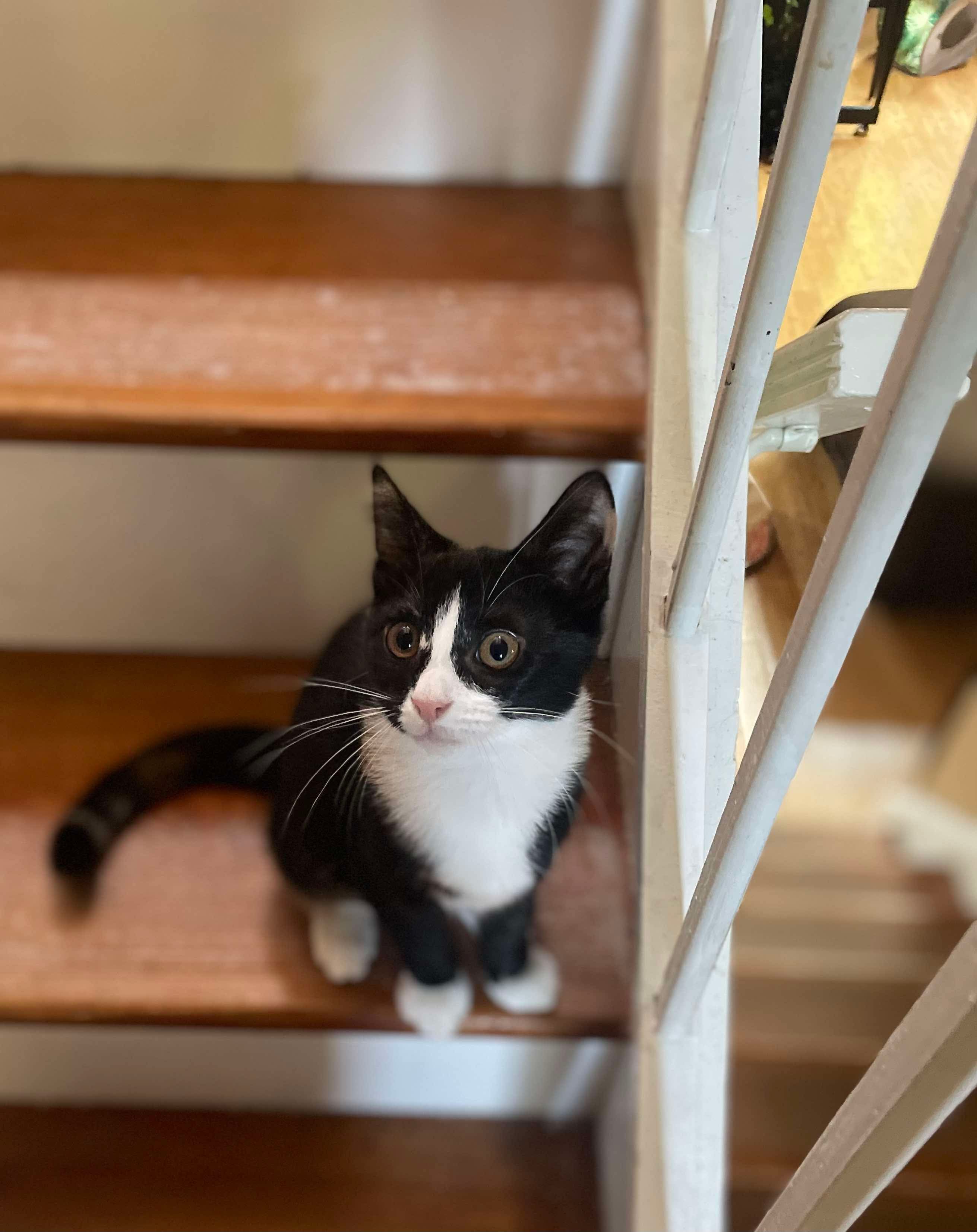 Furrever Friends Rescue