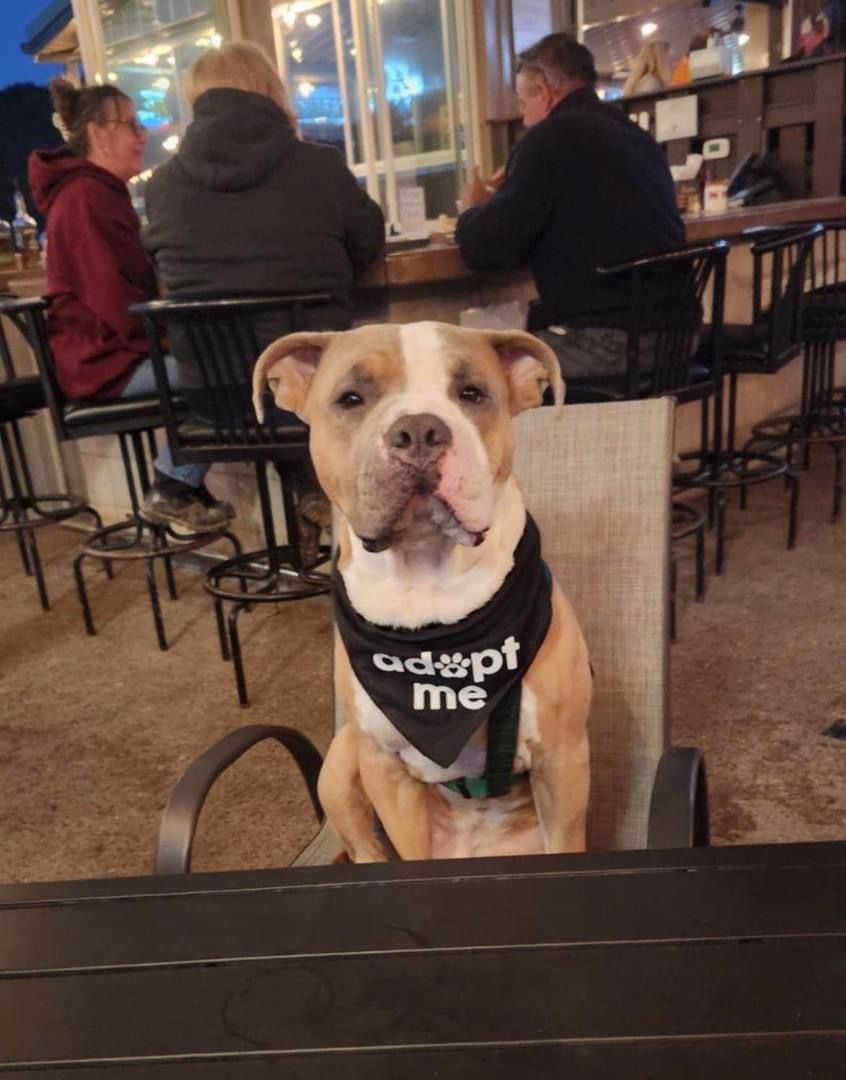 Furrever Friends Rescue