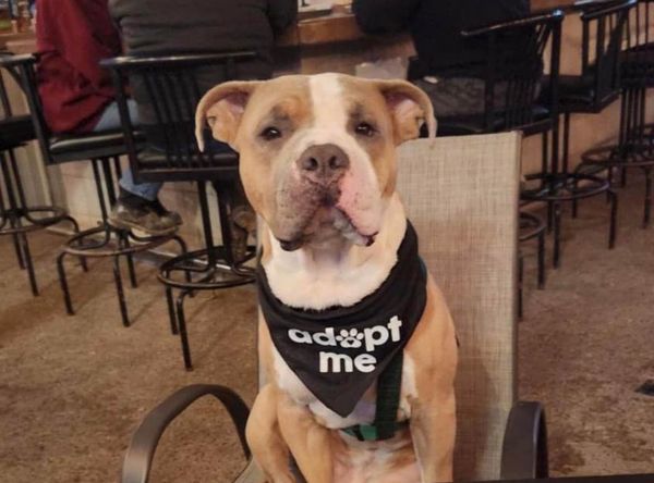 Furrever Friends Rescue