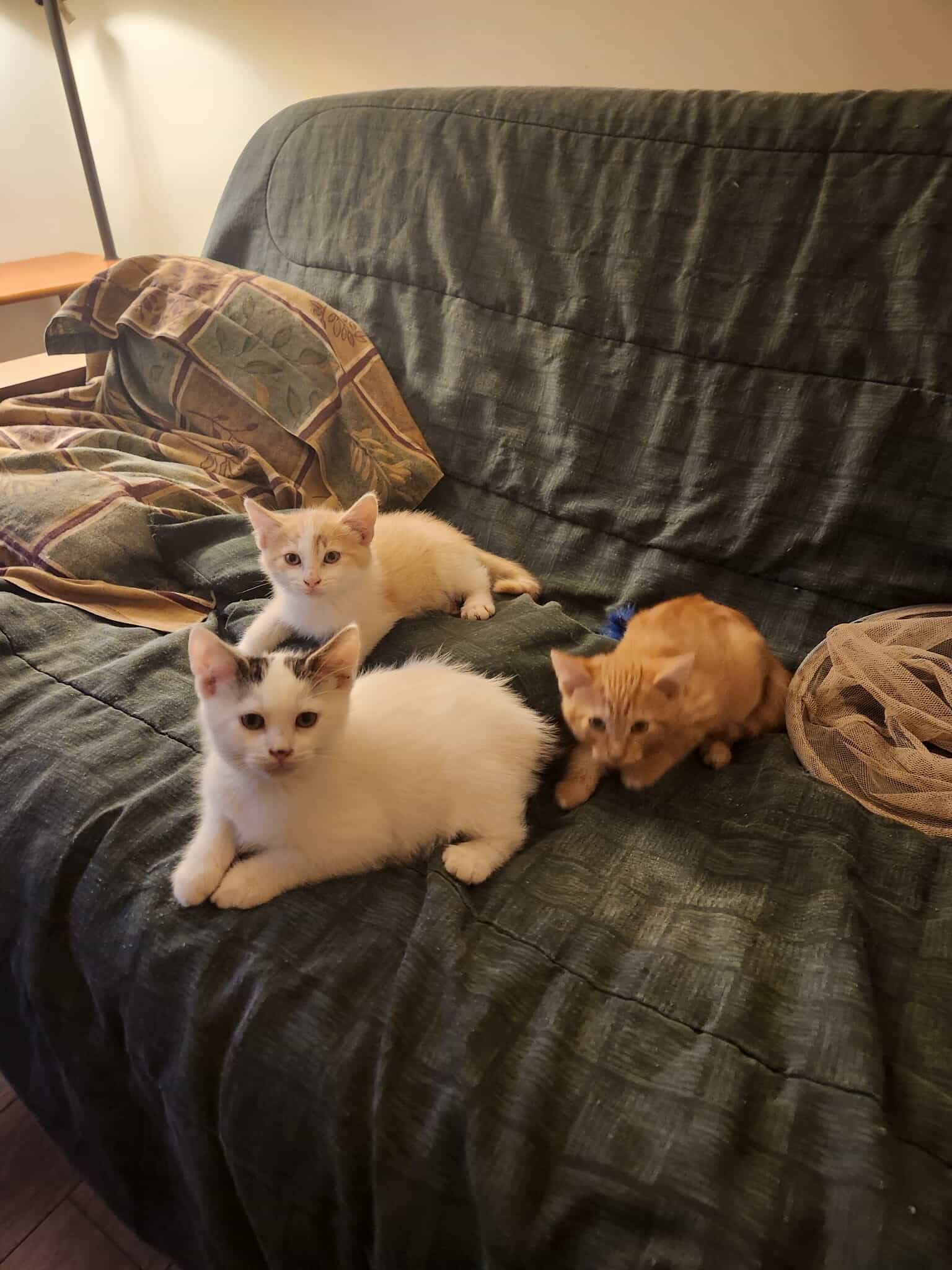 Furrever Friends Rescue