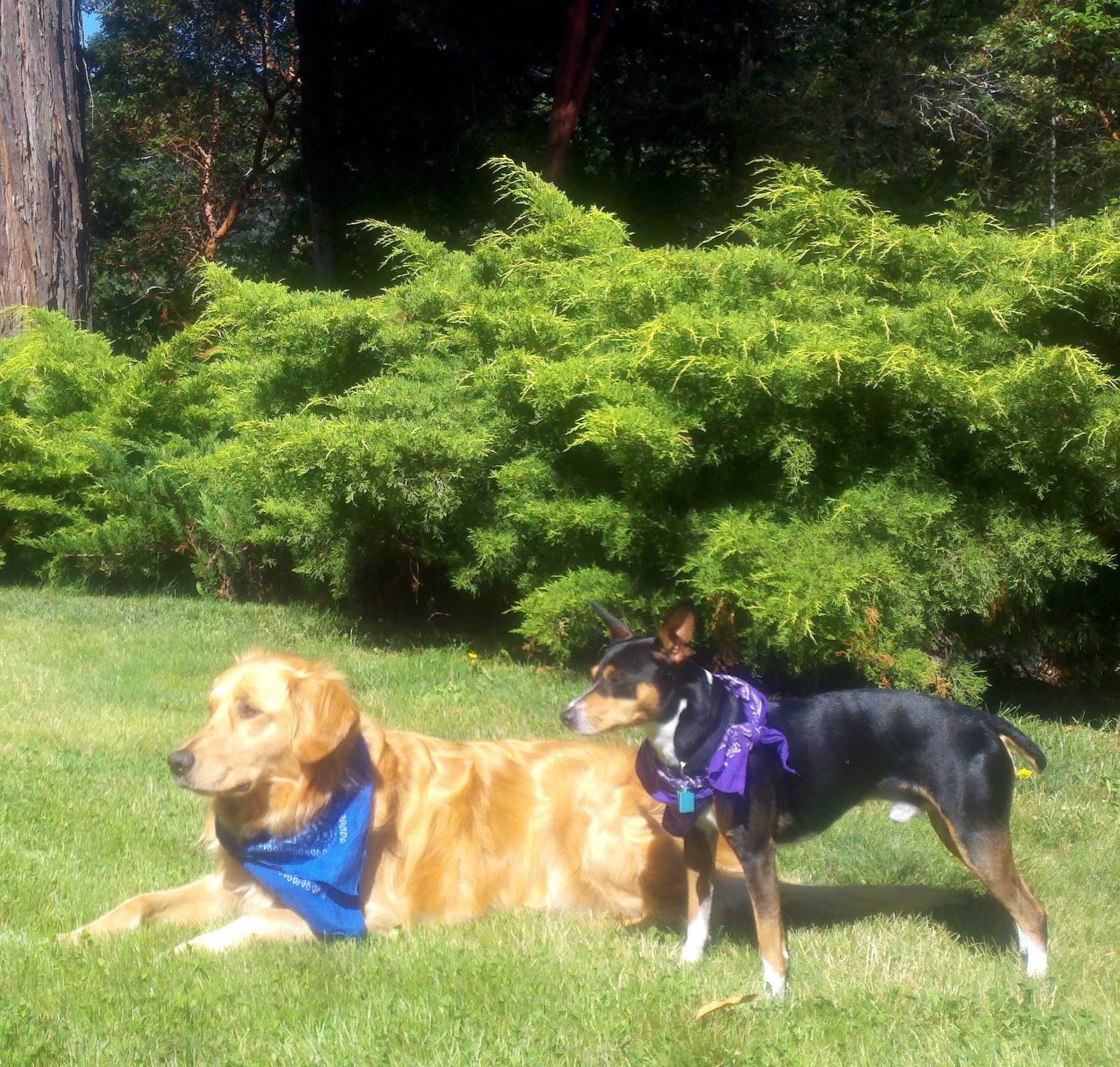 Sequoia Humane Society