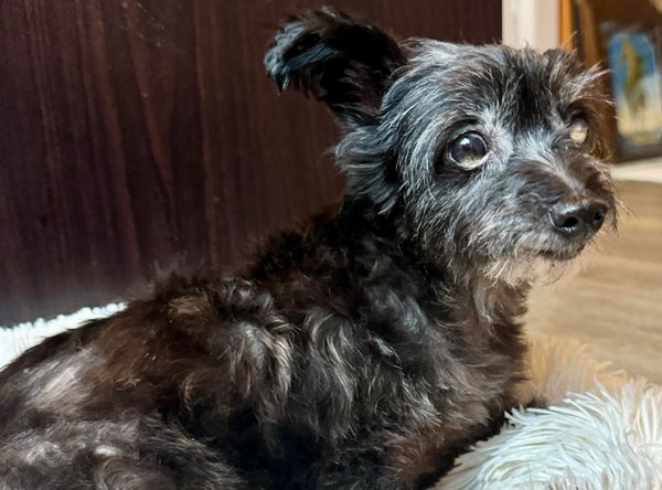 Sequoia Humane Society