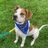 Harter's Hospice & Puppy Rescue