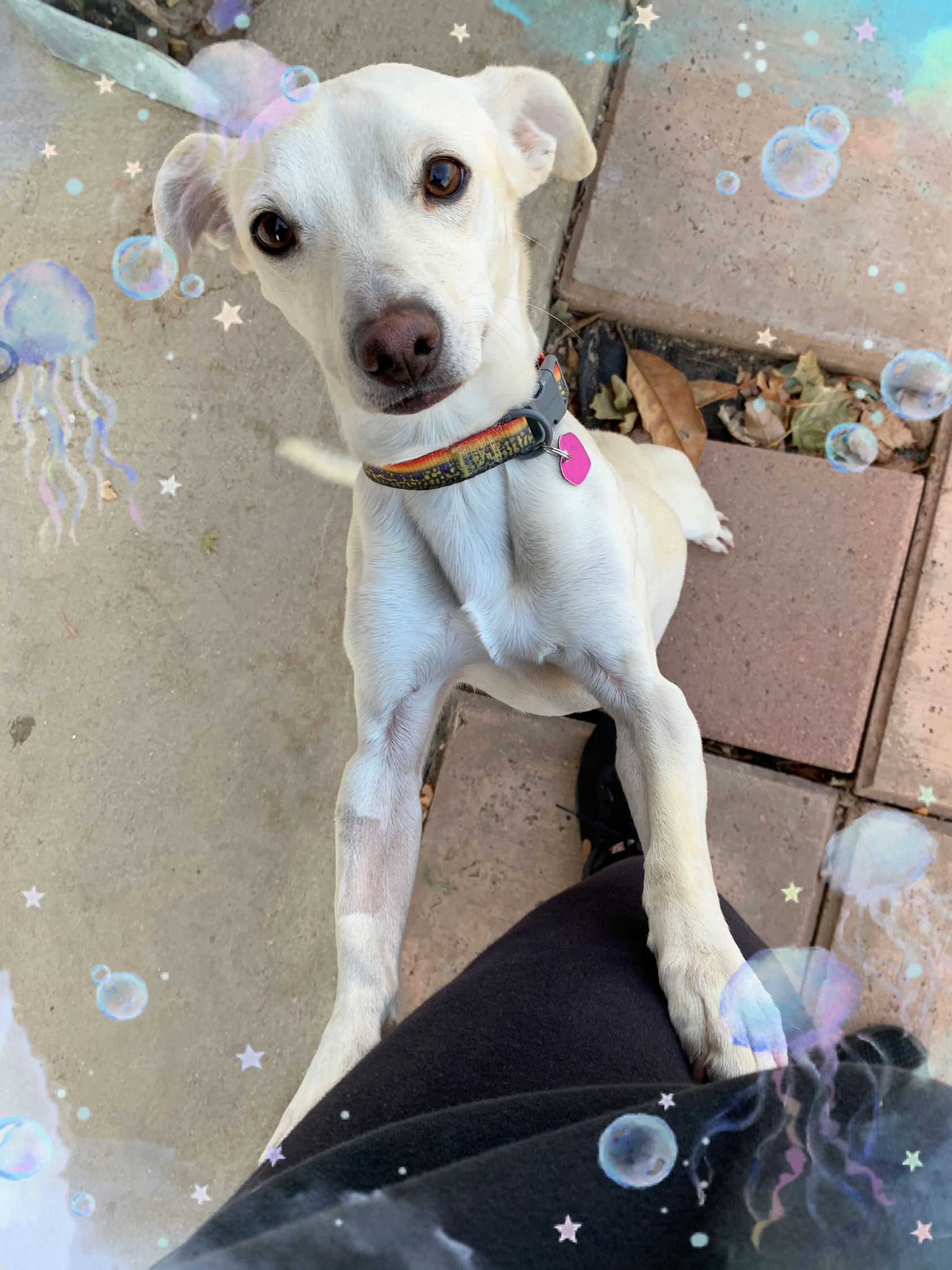 Our Underdog Rescue Squad