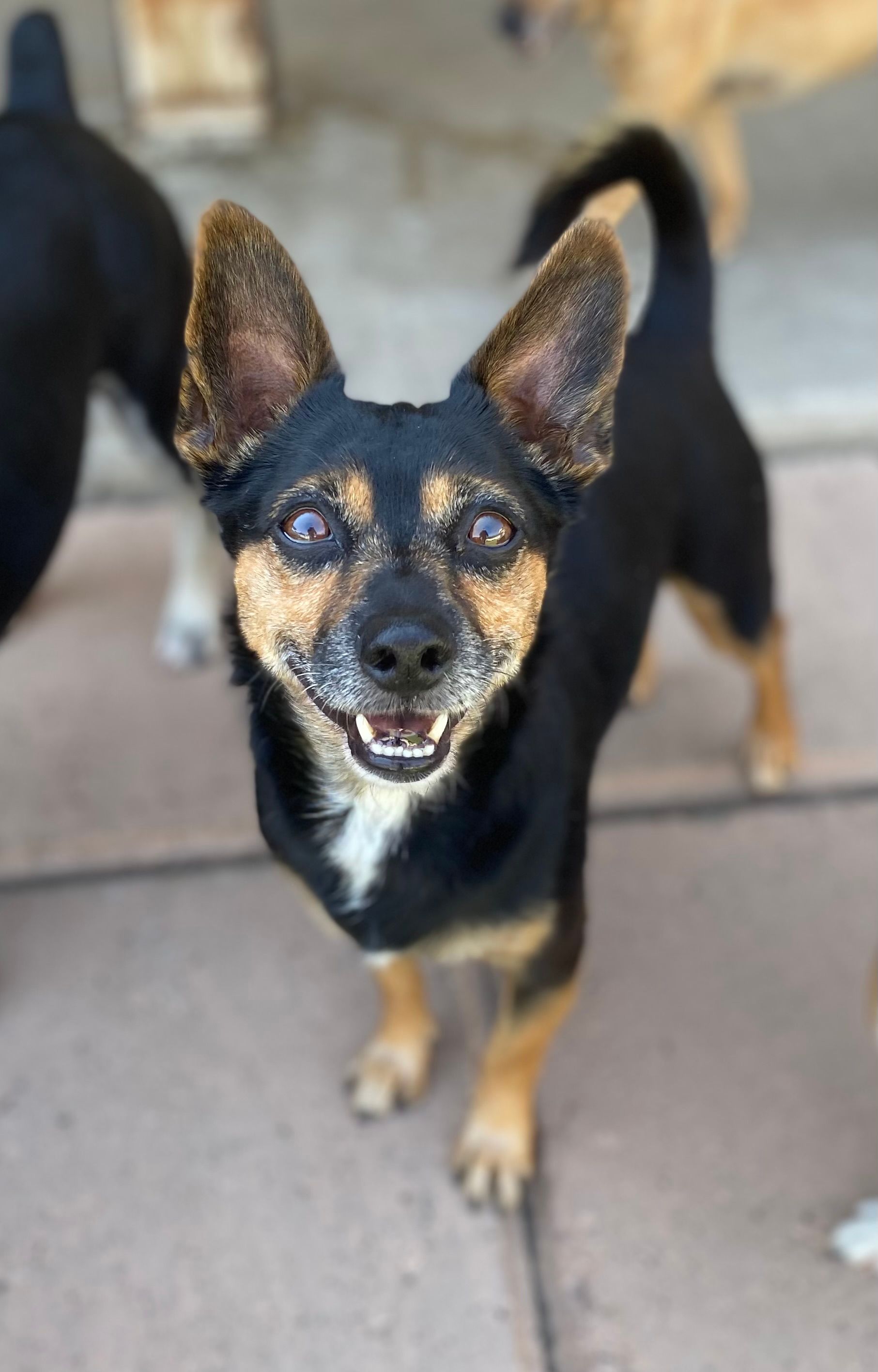 Our Underdog Rescue Squad