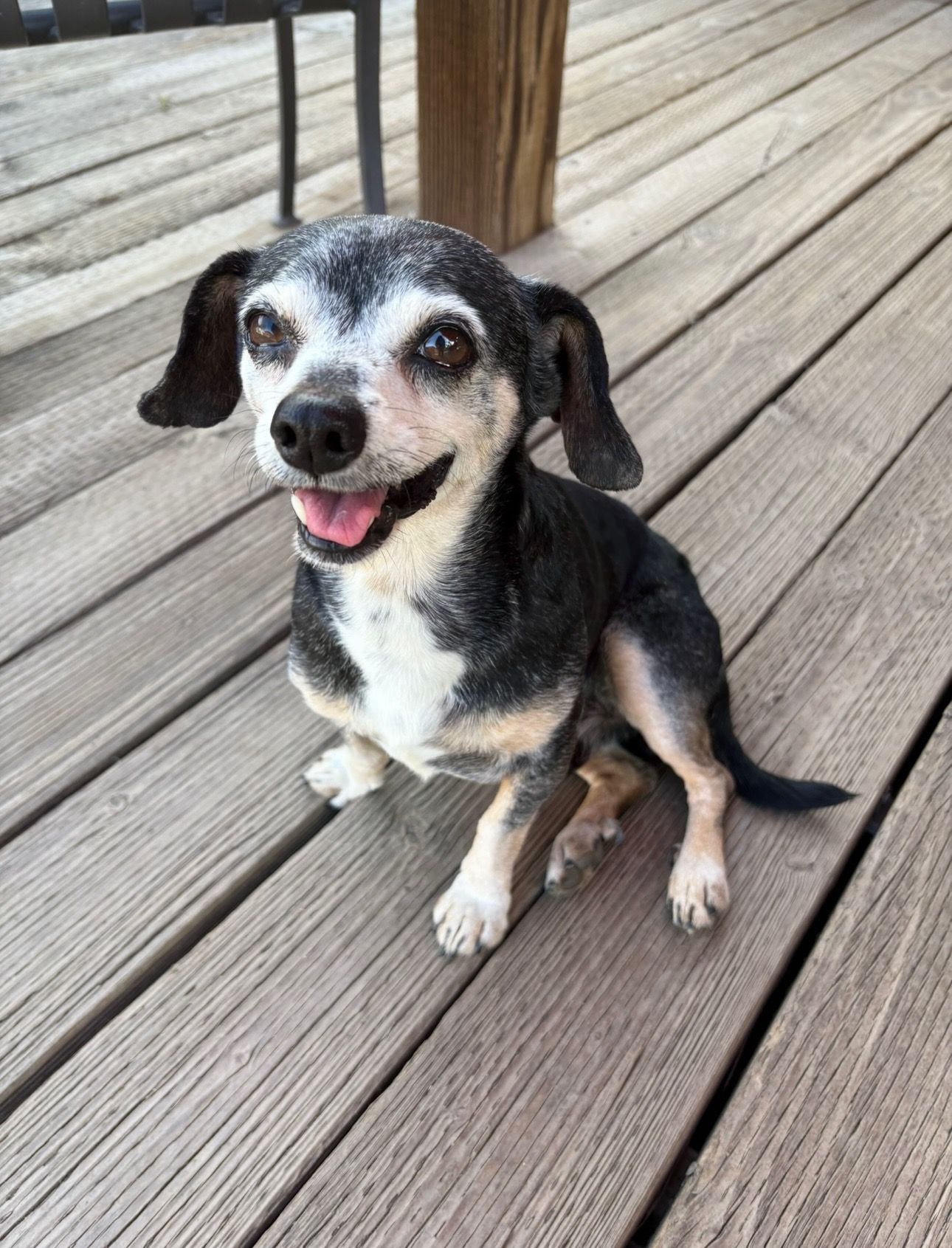 Our Underdog Rescue Squad