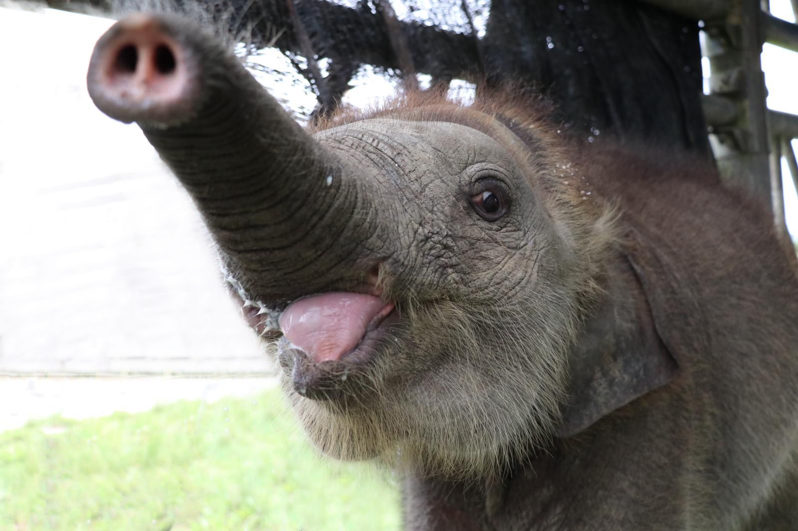 Borneo Wildlife Preservation