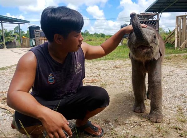 Borneo Wildlife Preservation