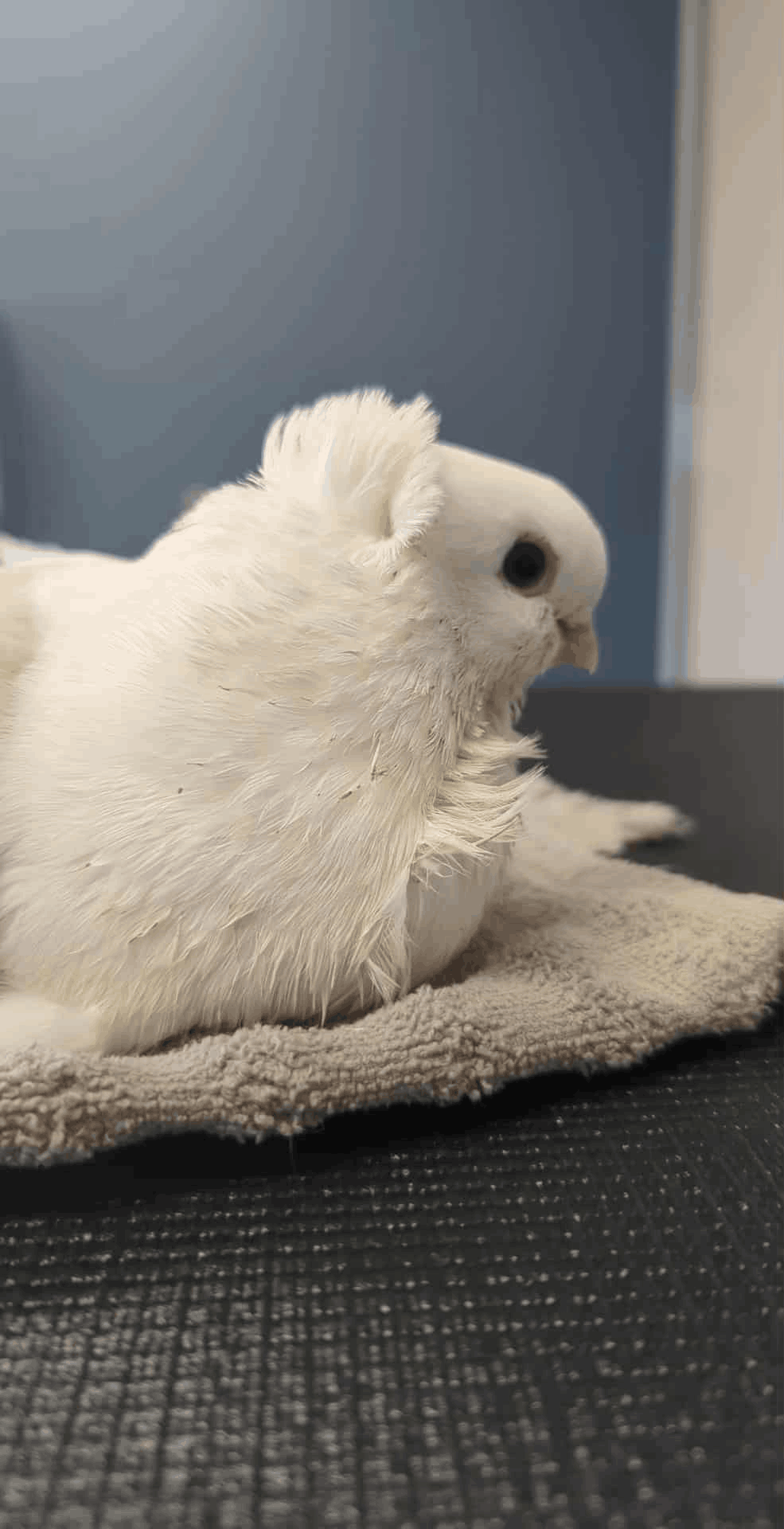 Louie's Loft Pigeon Rescue