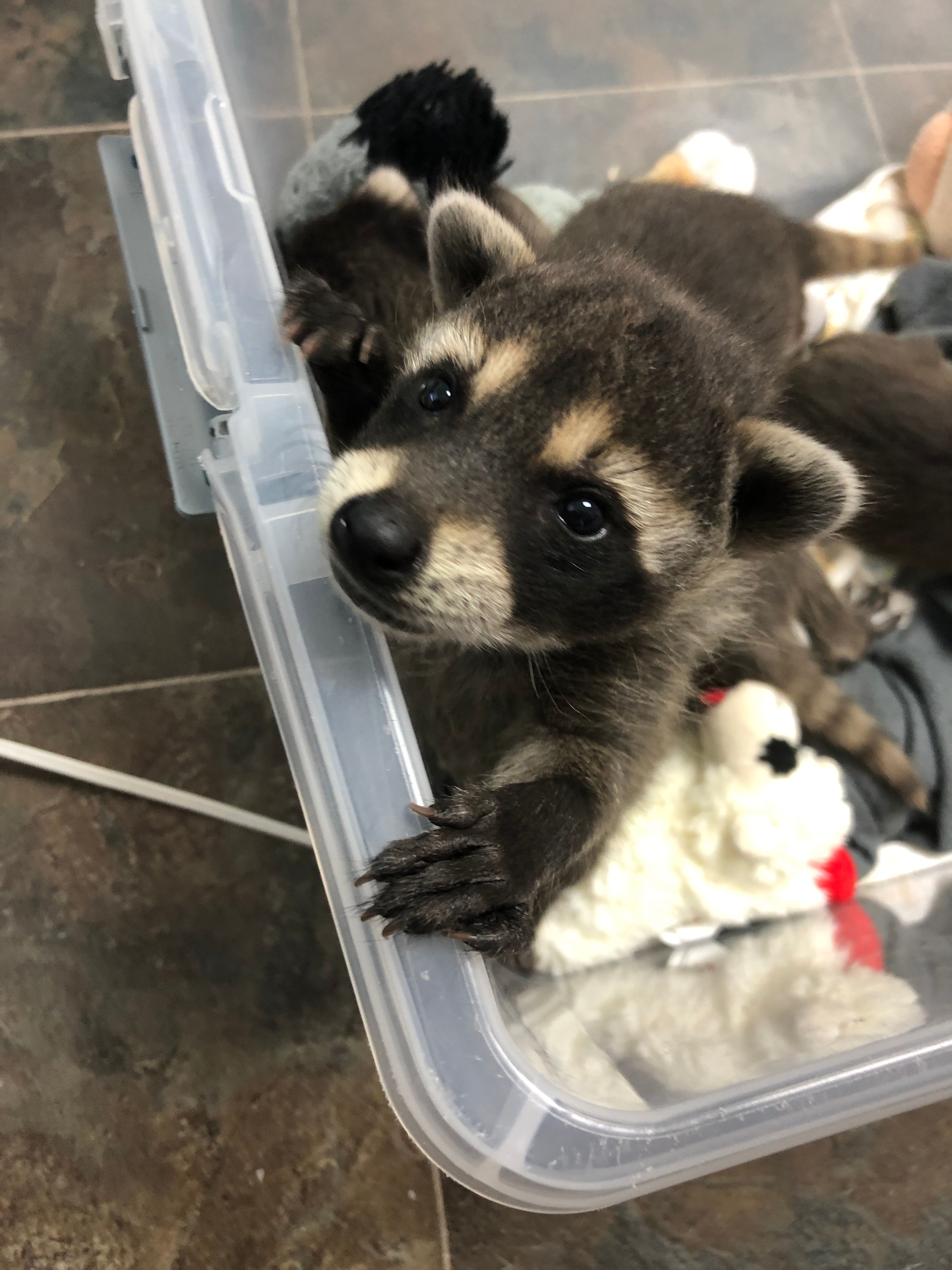 Wild Once More Rehabilitation Center