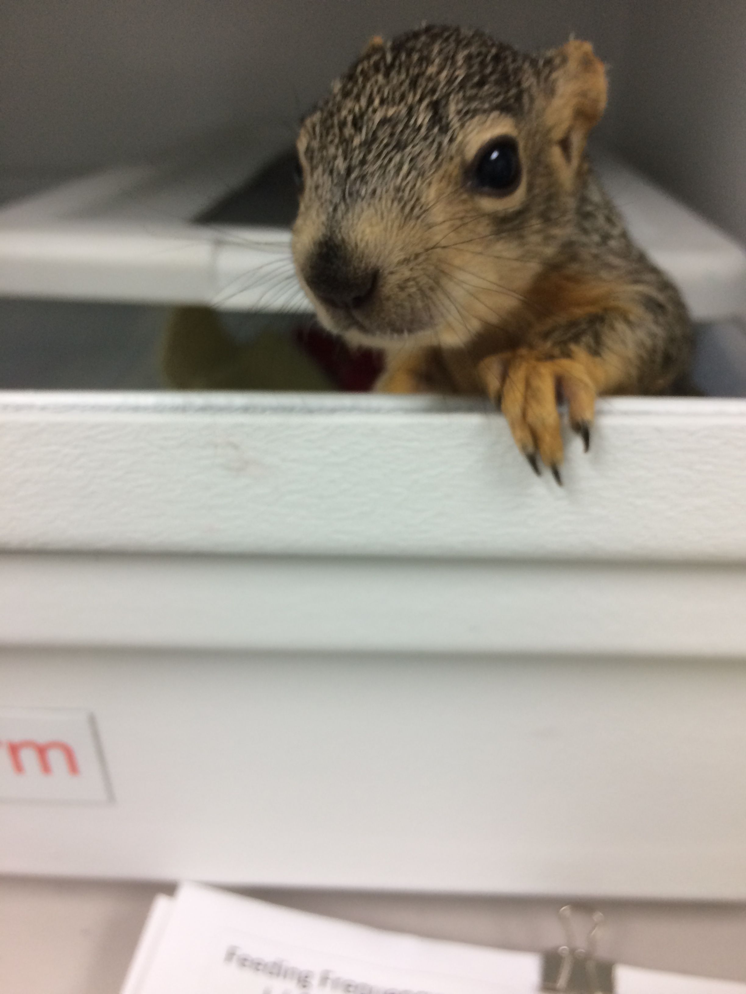 Wild Once More Rehabilitation Center