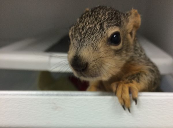 Wild Once More Rehabilitation Center