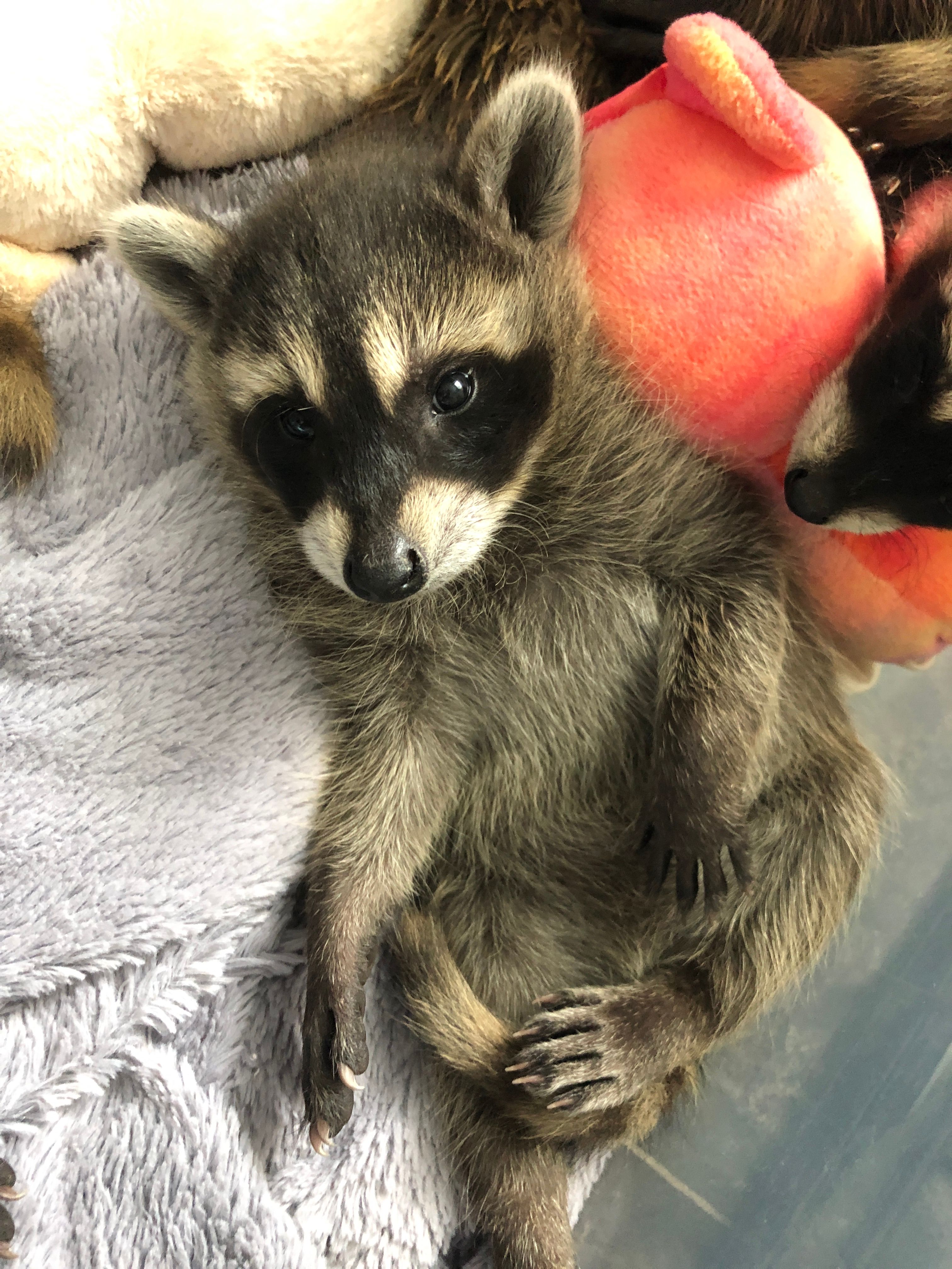 Wild Once More Rehabilitation Center