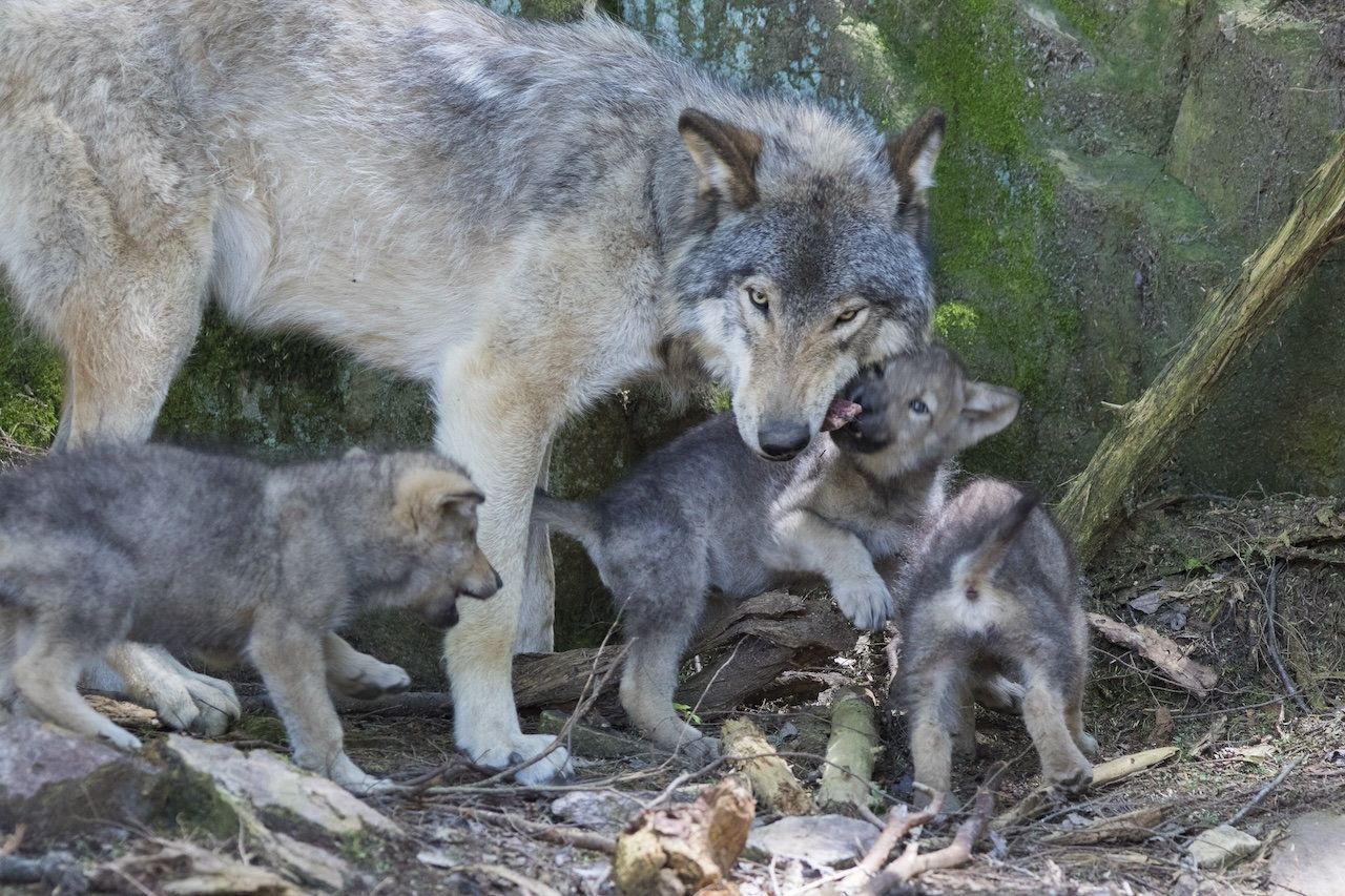 Conservation Congress